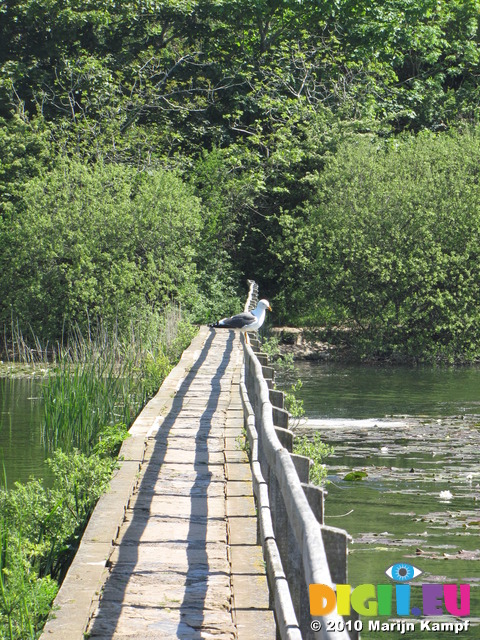 SX14192 Seagull on bridge over Lily Ponds Bosherston